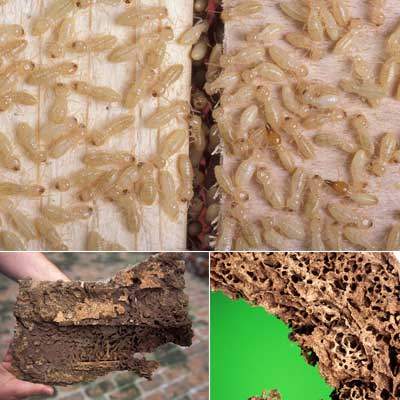 القضاء علي الارضة